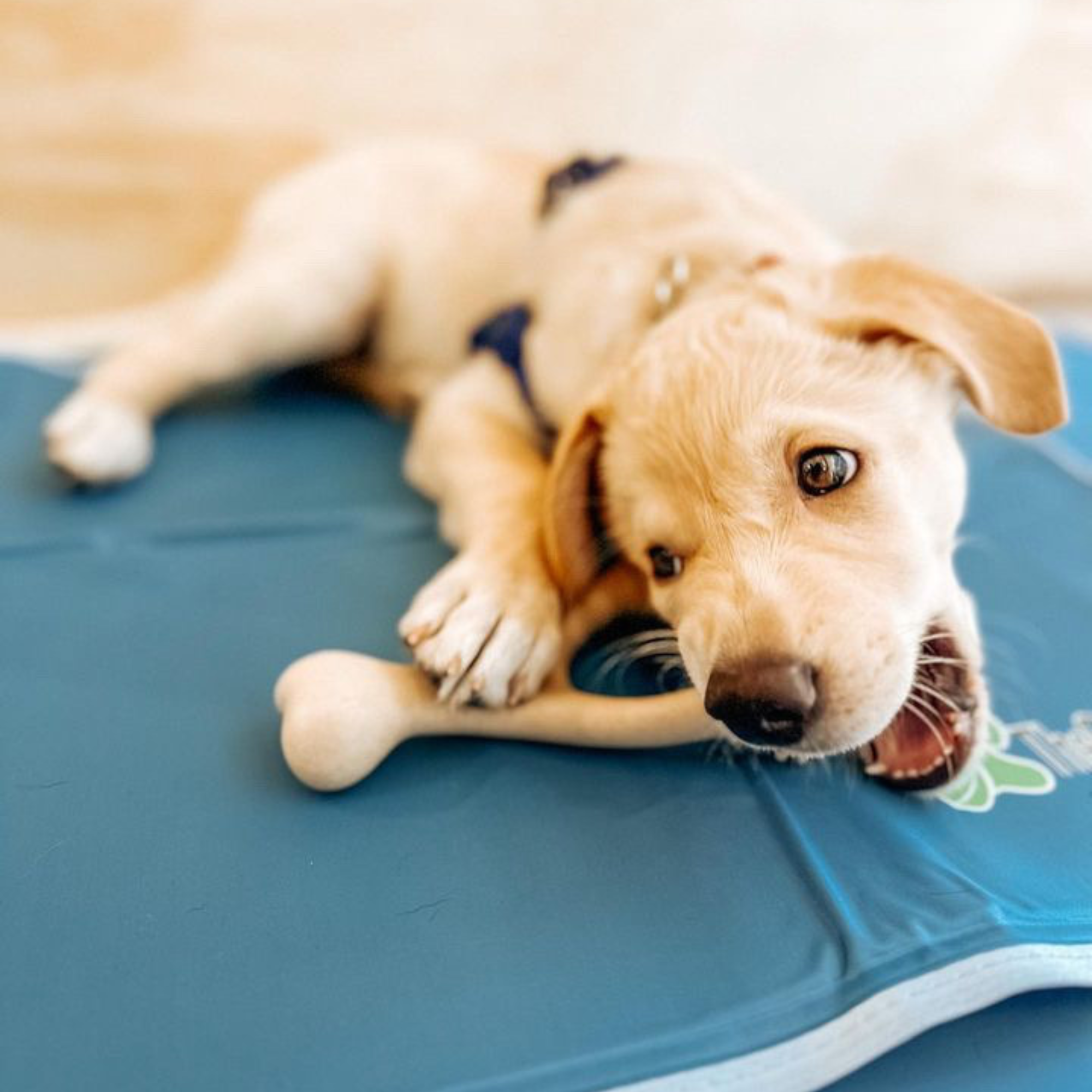BetterBone LIGHT Chew Toy